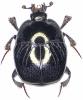 Saprinus semistriatus